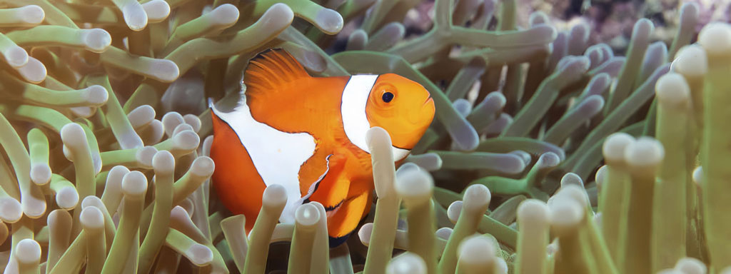 Diving Clownfish Anemone